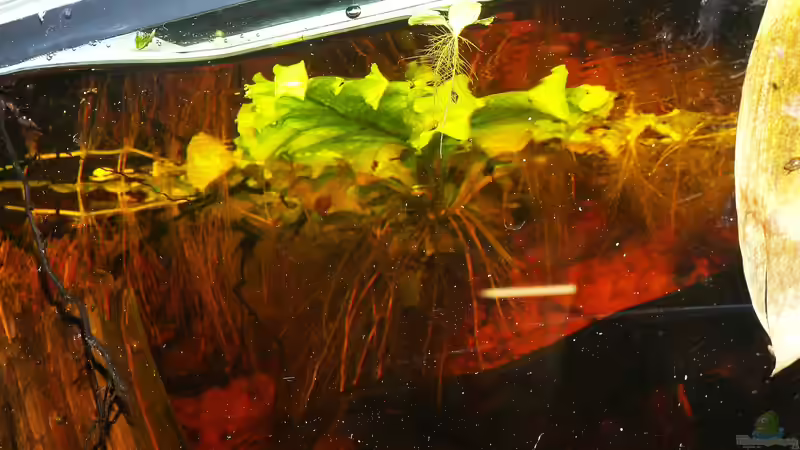 Ceratopteris und Pistia von Goldfisch (7)