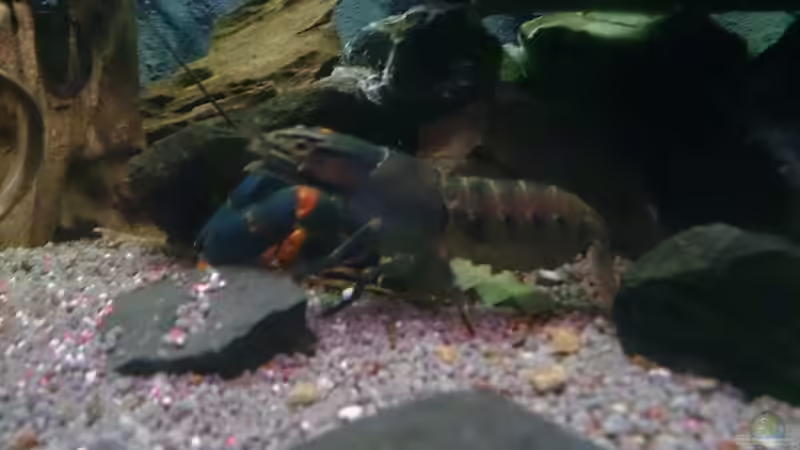 Cerax so schön groß geworden von Miss Kasimir (12)