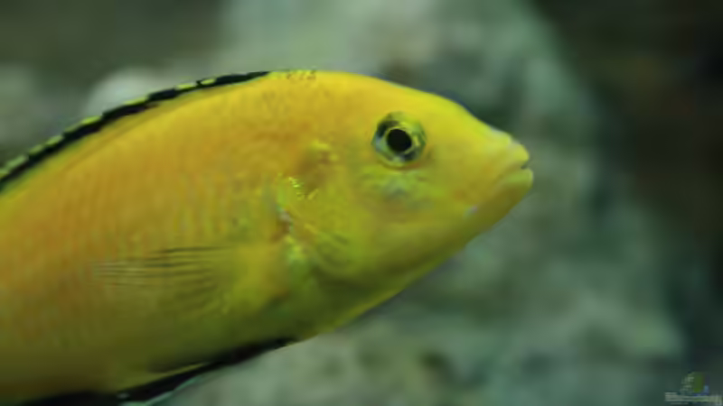 cereus yellow aus der Nähe von skipper1202 (59)