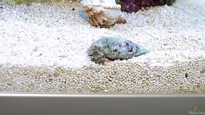 Cerithium atratum von Uwe Zawadski (10)