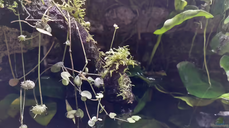 Ceropegia woodii, Moos und Anubia, 12.2022 von Stephi (20)