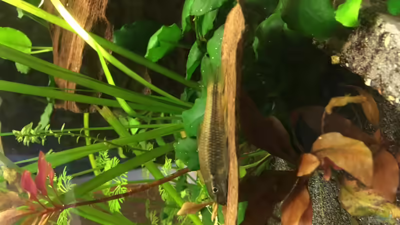 Ceylon mini von Ceylon (44)