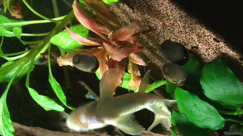 Ceylon von Ceylon (34)