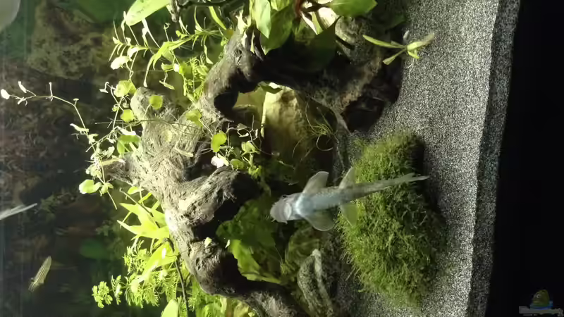 Aquarien mit Garra ceylonensis (Einrichtungsbeispiele für Ceylon Saugbarbe)