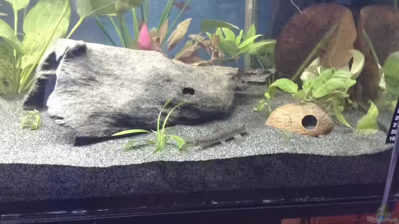 Ceylonsaugbarbe von Ceylon (67)