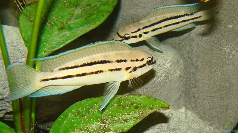 Ch. bifrenatus Pärchen von Miriam (10)