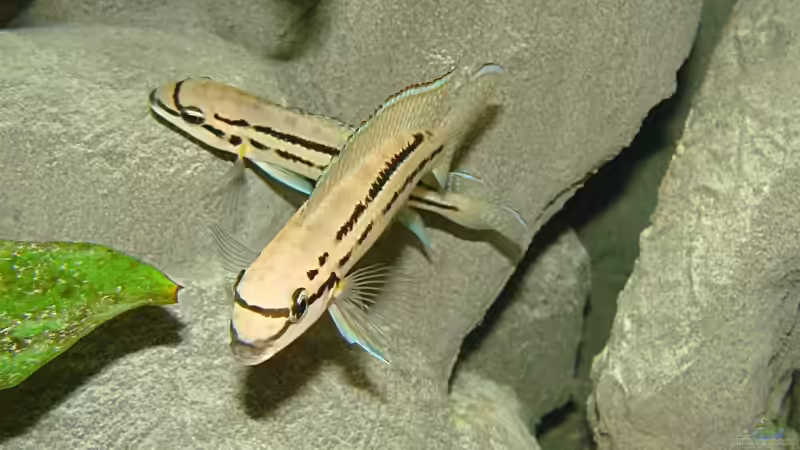 Ch. bifrenatus Pärchen von Miriam (11)