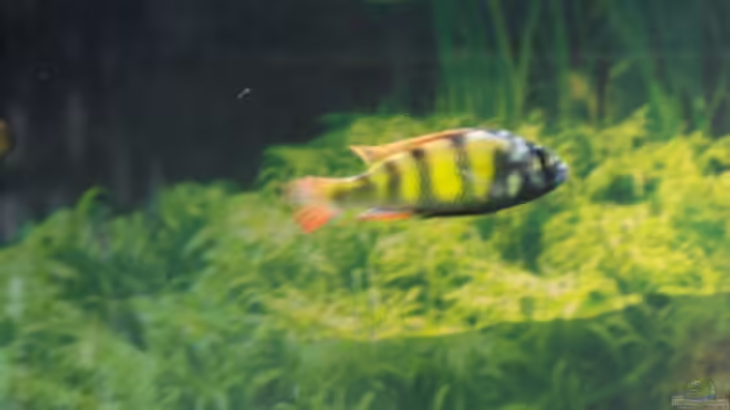 Ch 44 Bock von 47 Malawi (15)