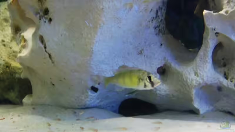 Ch 44 Weibchen Beschützungs Färbung  von 47 Malawi (9)