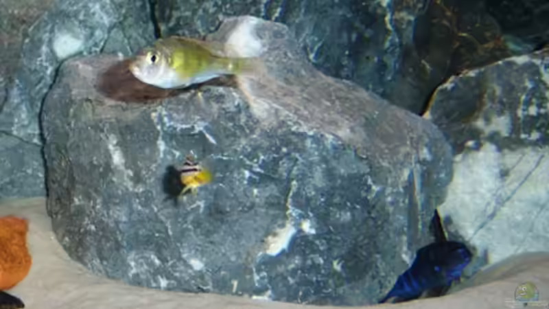 Ch 44 Weibchen von 47 Malawi (16)