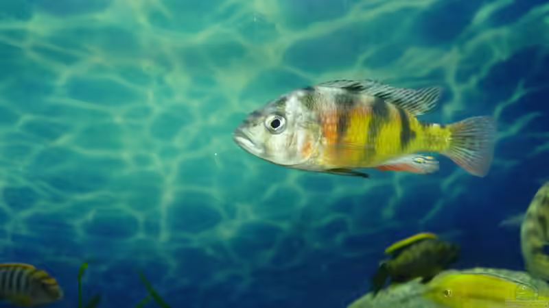 Aquarien mit Haplochromis sp. thick skin (CH44)