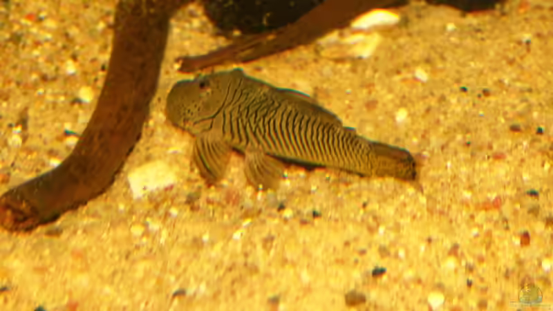 Chaetostoma tachiraense August/16 von ~Marco~ (18)