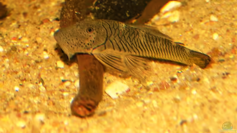 Chaetostoma tachiraense von ~Marco~ (17)