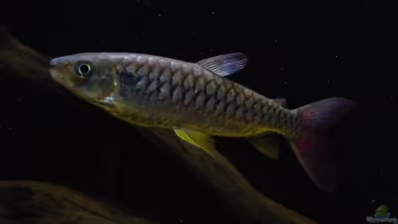 Chalceus erythrurus von Blackwater (32)