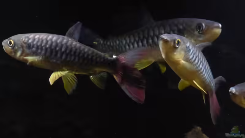 Chalceus erythrurus von Blackwater (33)