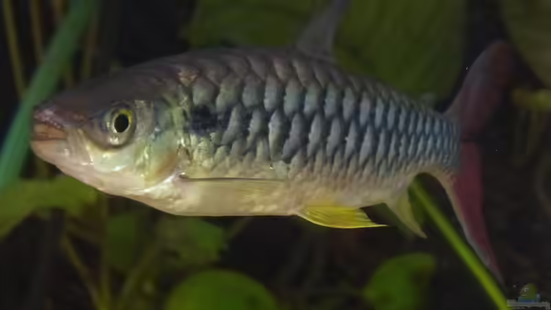 Chalceus erythrurus von Blackwater (36)