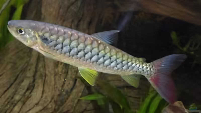 Chalceus erythrurus im Aquarium halten (Einrichtungsbeispiele für Rotflossen-Glanzsalmler)