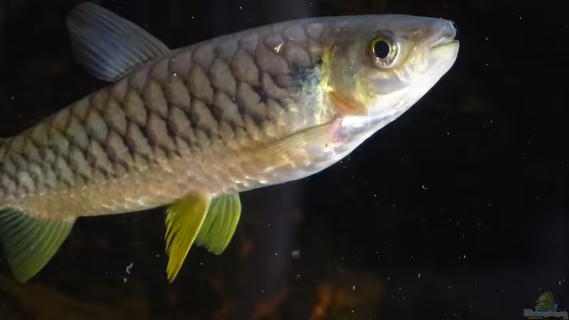 Chalceus erythrurus im Aquarium halten (Einrichtungsbeispiele für Rotflossen-Glanzsalmler)