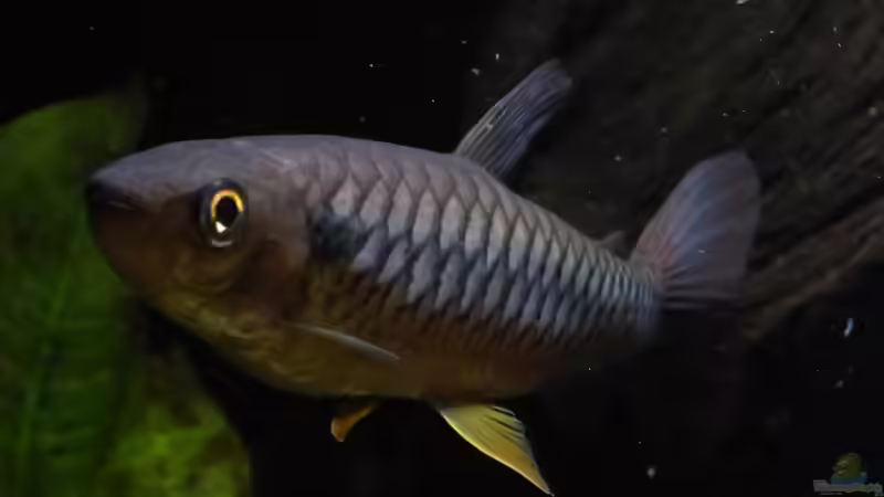 Chalceus erythrurus im Aquarium halten (Einrichtungsbeispiele für Rotflossen-Glanzsalmler)