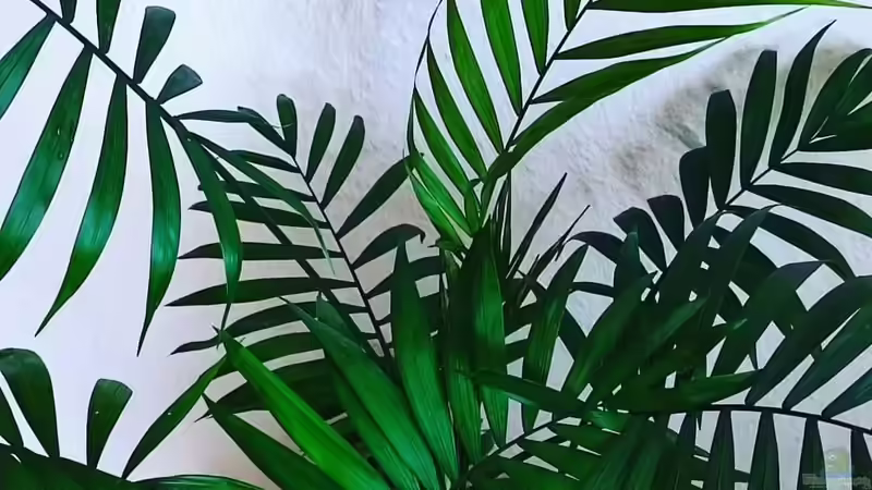 Chamaedorea seifrizii