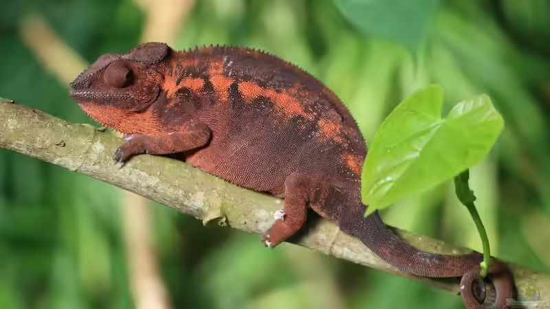 Chamäleonhaltung: Alles, was du über die Pflege dieser faszinierenden Reptilien wissen musst
