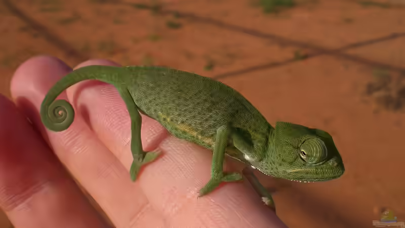 Chamäleonhaltung: Alles, was du über die Pflege dieser faszinierenden Reptilien wissen musst