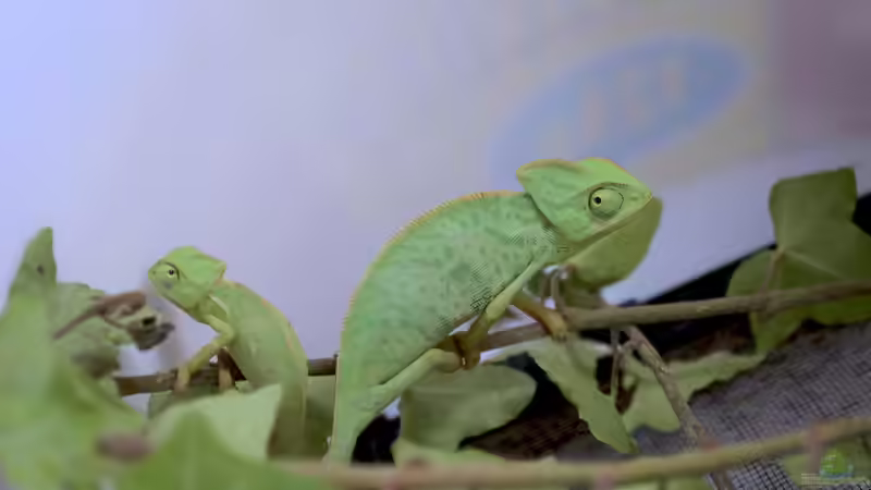 Chamäleonhaltung: Alles, was du über die Pflege dieser faszinierenden Reptilien wissen musst