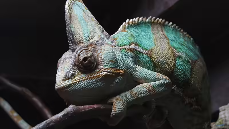 Chamäleonhaltung: Alles, was du über die Pflege dieser faszinierenden Reptilien wissen musst