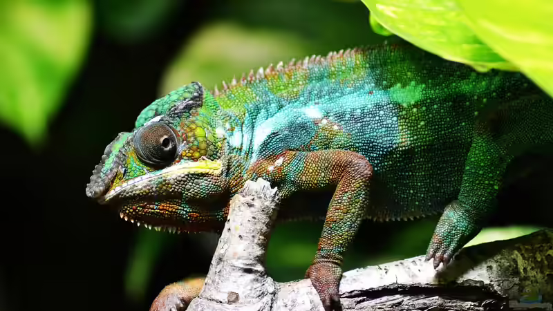 Chamäleonhaltung: Alles, was du über die Pflege dieser faszinierenden Reptilien wissen musst