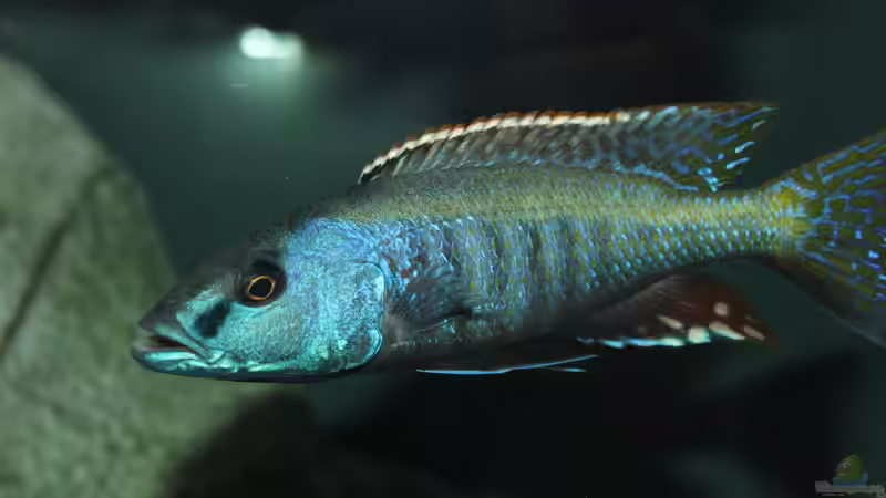 Einrichtungsbeispiele für die Haltung von Champsochromis spilorhynchus im Aquarium