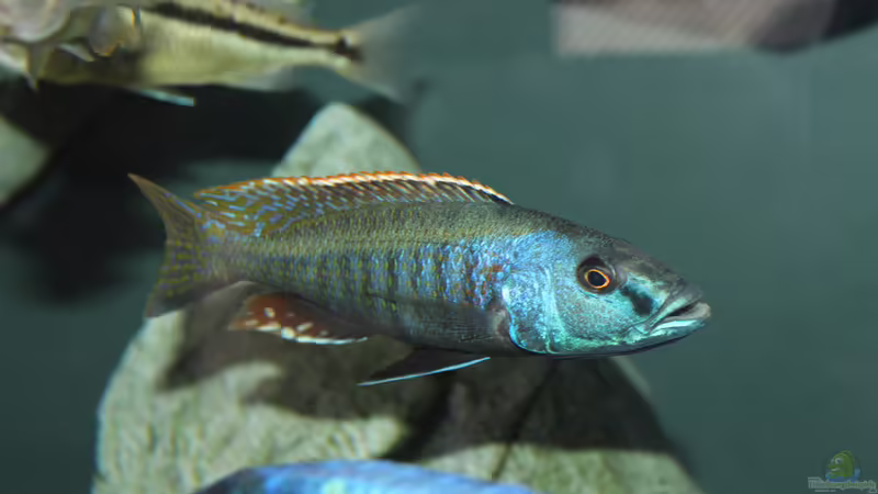 Champsochromis	 spilorhynchus  WF von Lemans (36)