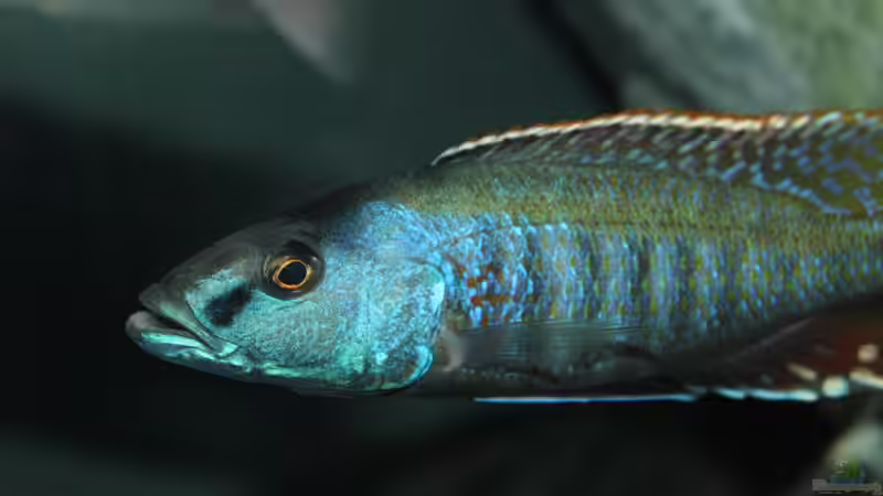 Einrichtungsbeispiele für Aquarien mit Champsochromis-Arten