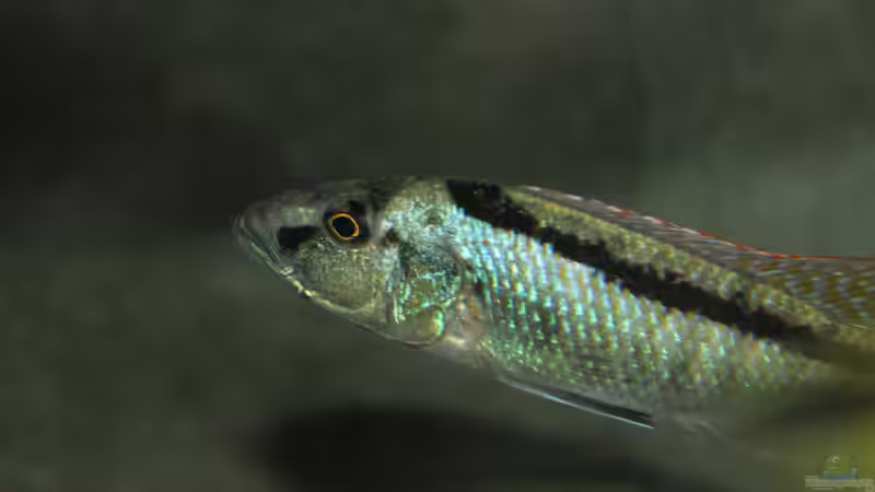Champsochromis	 spilorhynchus WF beim Färben  von Lemans (35)