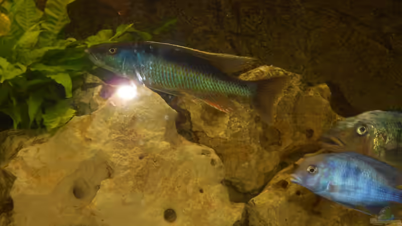 Champsochromis  caeruleus von Insulaner (22)