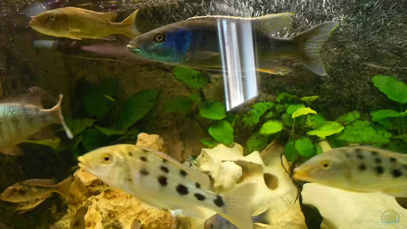 Champsochromis  caeruleus von Insulaner (26)