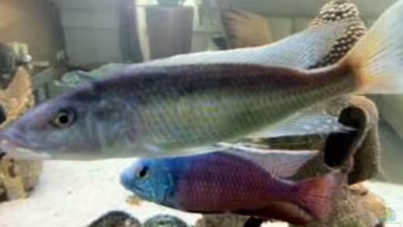 Champsochromis C. von Jennifer Clee (35)
