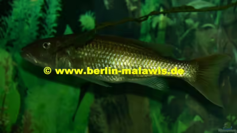 Champsochromis Caeruleus - Weib von *www.berlin-malawis.de* (6)