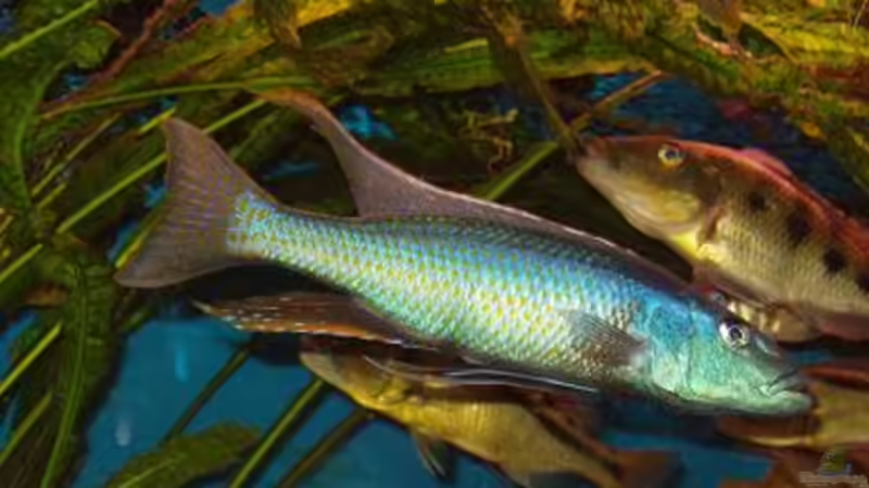 Champsochromis caeruleus, F1NZ  von Mark Mondl (14)