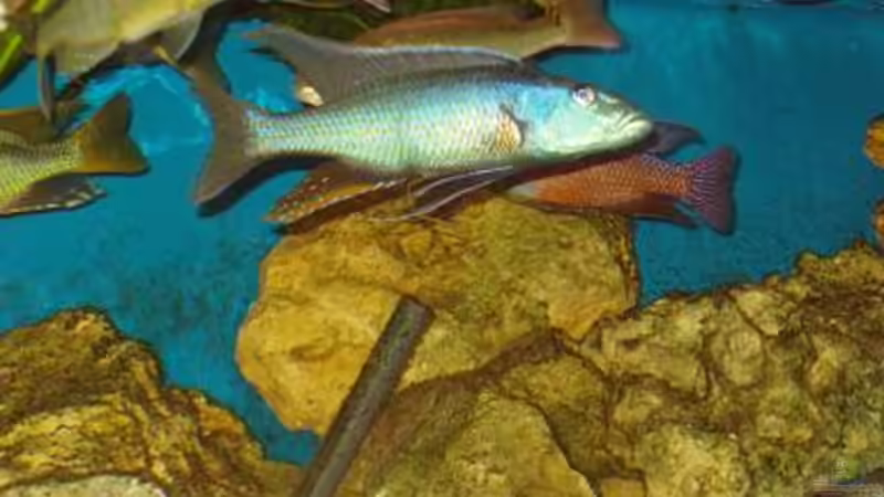 Einrichtungsbeispiele für die Haltung von Champsochromis caeruleus (Forellenbuntbarsch) im Aquarium