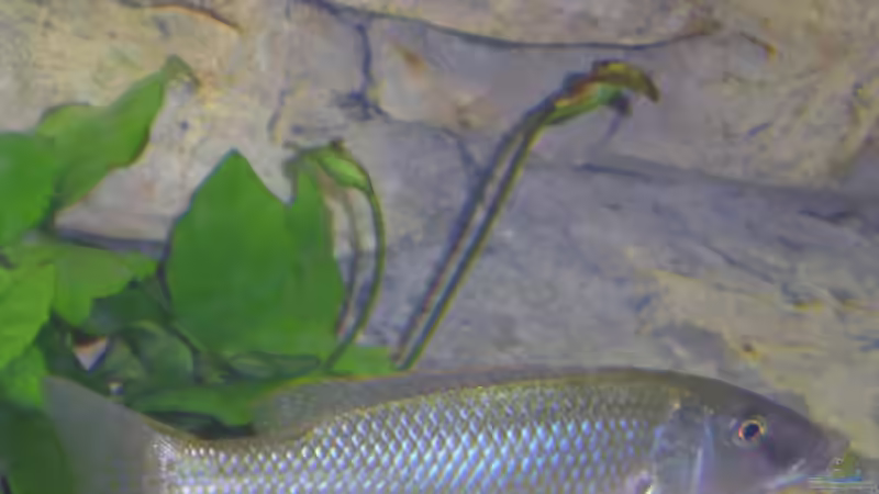 Champsochromis caeruleus Bock, noch nicht durchgefärbt von Wesermalawi (25)