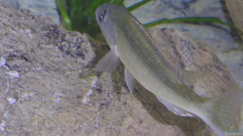 Einrichtungsbeispiele für die Haltung von Champsochromis caeruleus (Forellenbuntbarsch) im Aquarium