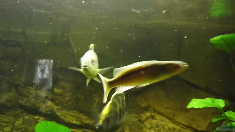 Einrichtungsbeispiele für die Haltung von Champsochromis caeruleus (Forellenbuntbarsch) im Aquarium
