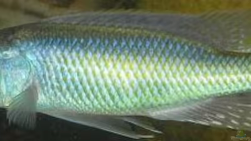 Einrichtungsbeispiele für die Haltung von Champsochromis caeruleus (Forellenbuntbarsch) im Aquarium