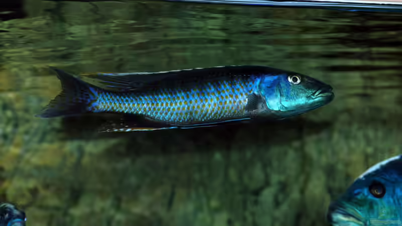 Champsochromis caeruleus (nicht mehr im Becken) von Abdullah Özer (41)