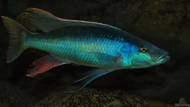 Champsochromis Caeruleus (Thola) von Wietze Bron (22)