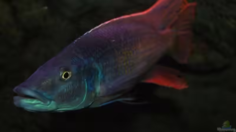 Champsochromis Caeruleus (Thola) von Wietze Bron (24)