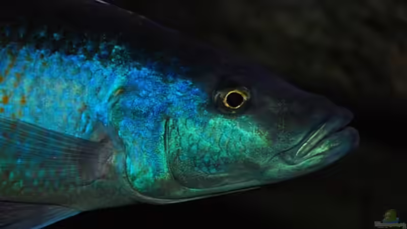 Champsochromis Caeruleus (Thola) von Wietze Bron (26)