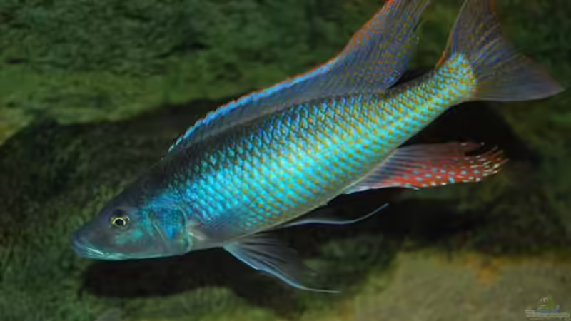 Champsochromis Caeruleus (Thola) von Wietze Bron (27)