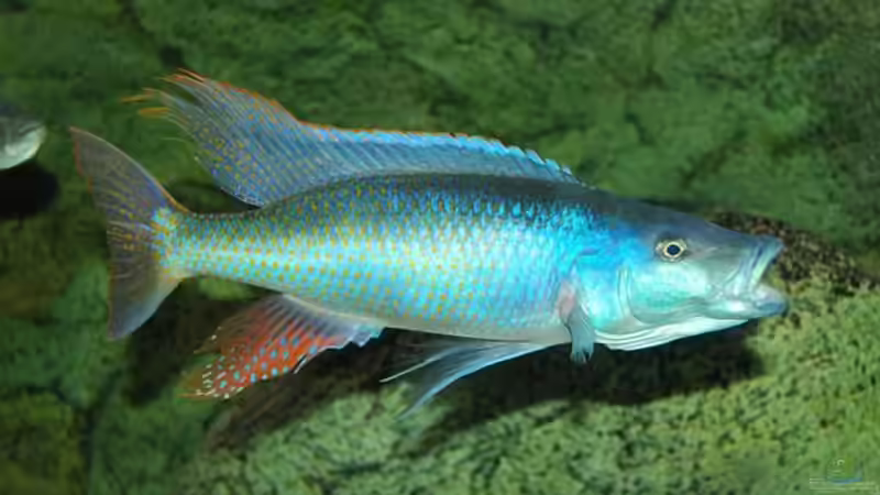 Champsochromis Caeruleus (Thola) von Wietze Bron (28)