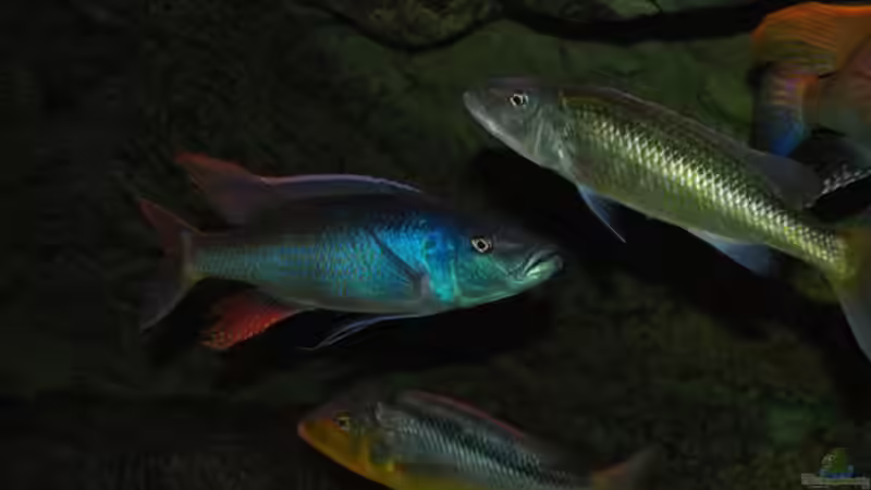 Champsochromis Caeruleus (Thola) von Wietze Bron (29)